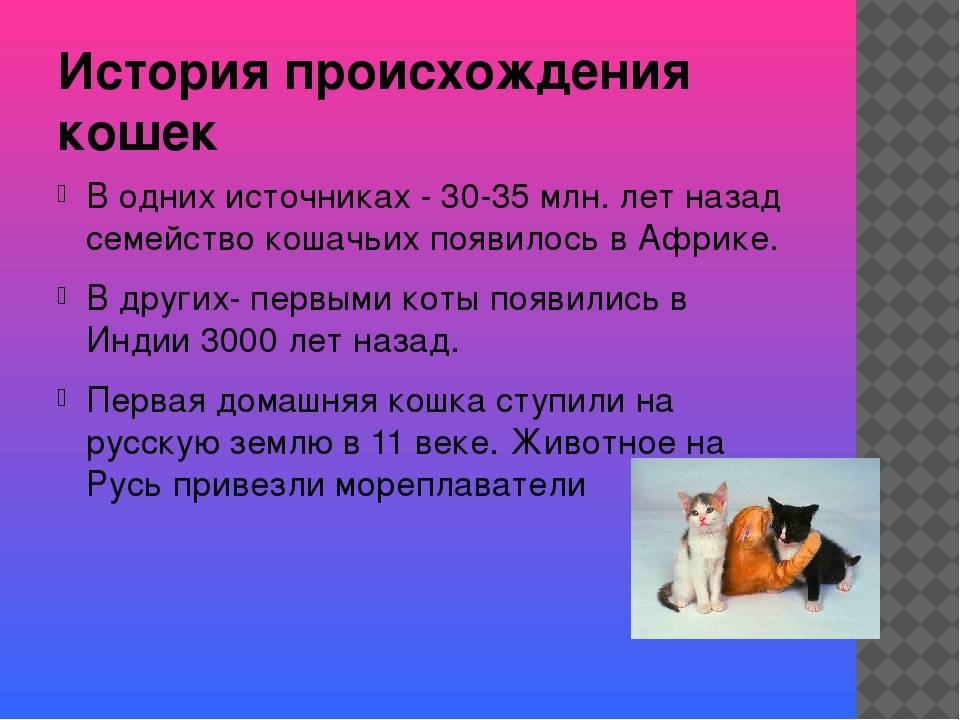 Как человек приручил кошку