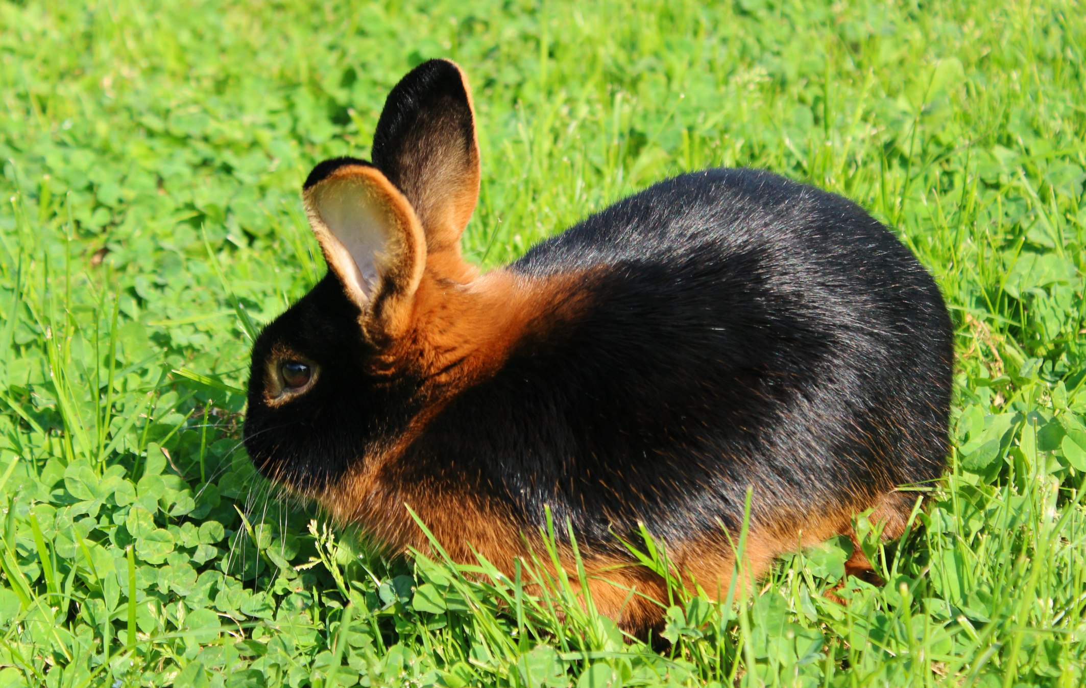 Кролики чёрно-огненной породы: как ухаживать и чем кормить в домашних услов...