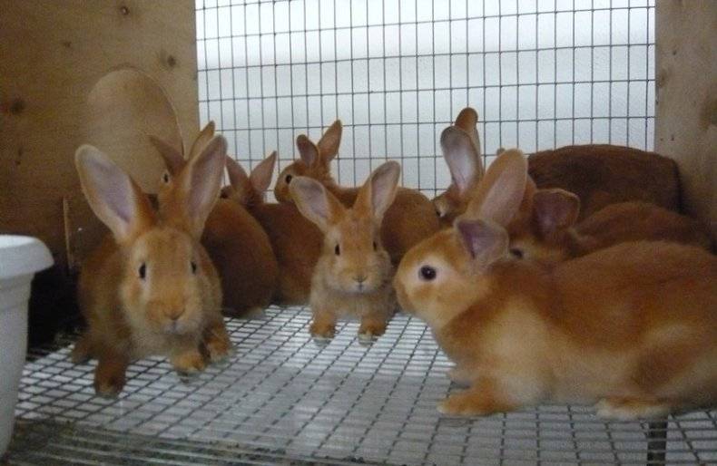 Кролики бургундской породы: описание породы и виды, как выбрать, уход и разведение