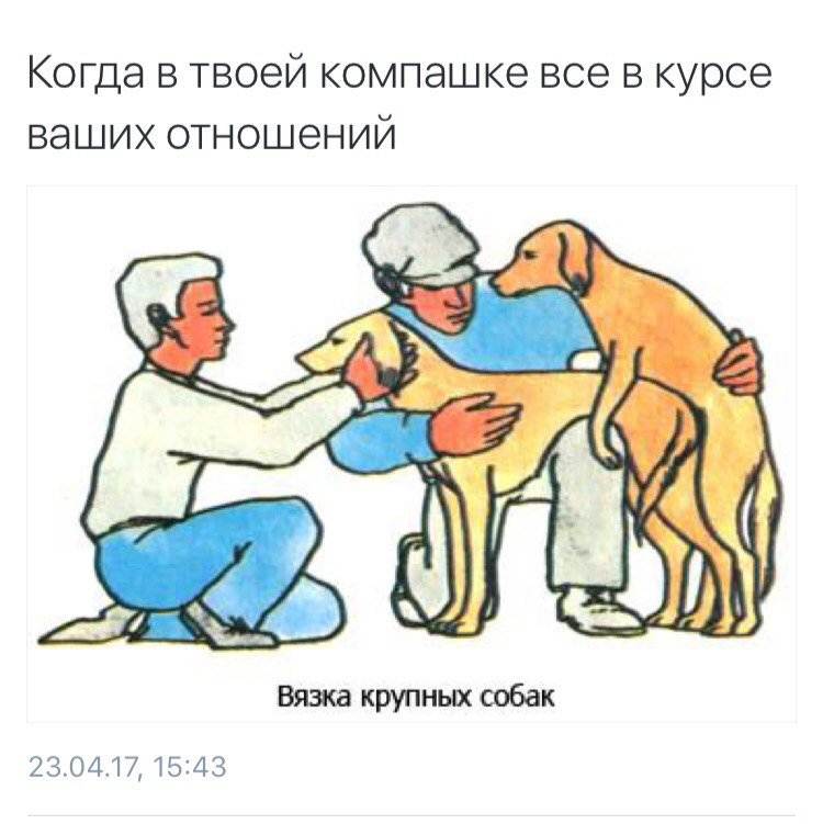 Течка у собак: продолжительность, когда начинается, стадии