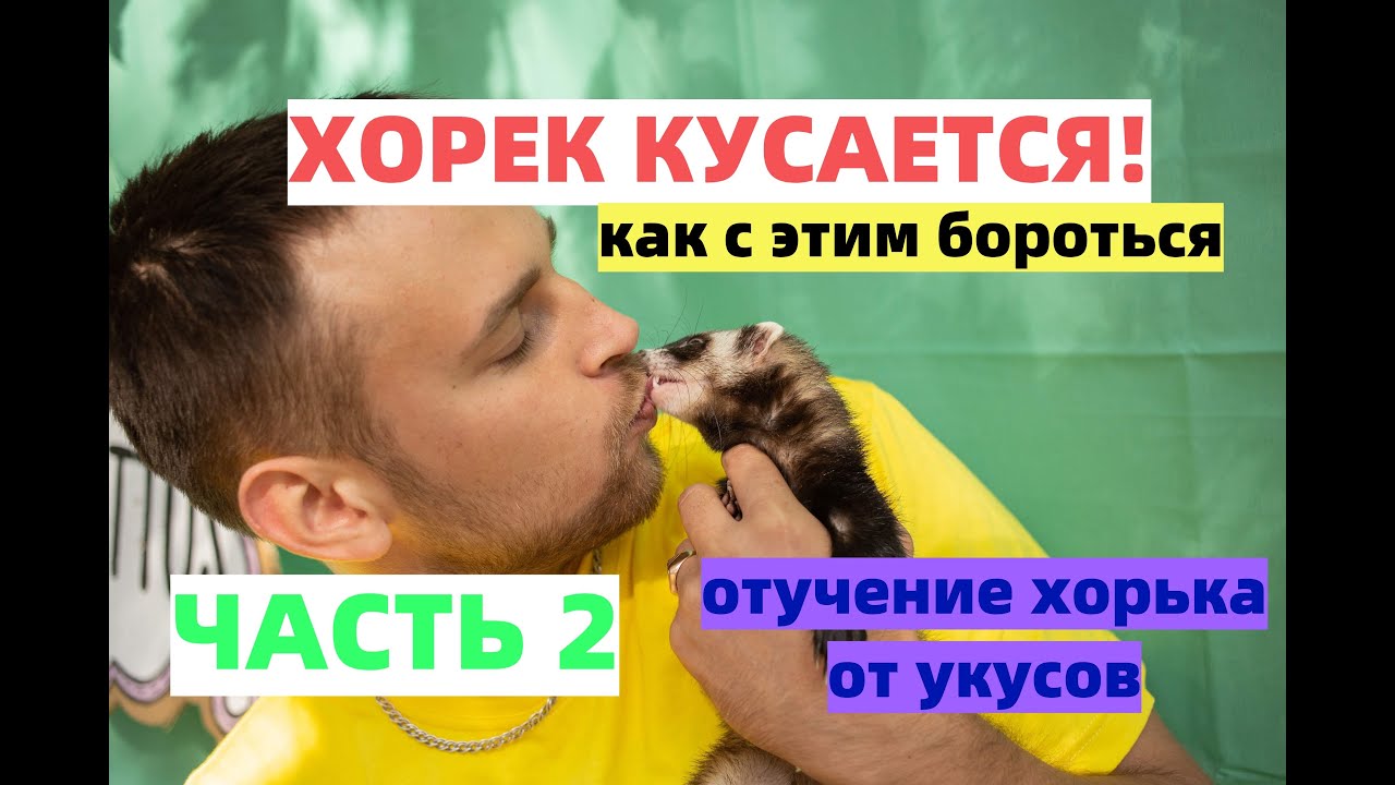 Как отучить хорька кусаться в домашних условиях