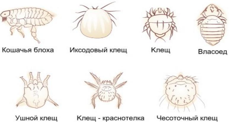 Паразиты у крыс: блохи, власоеды, вши и клещи - лечение и профилактика