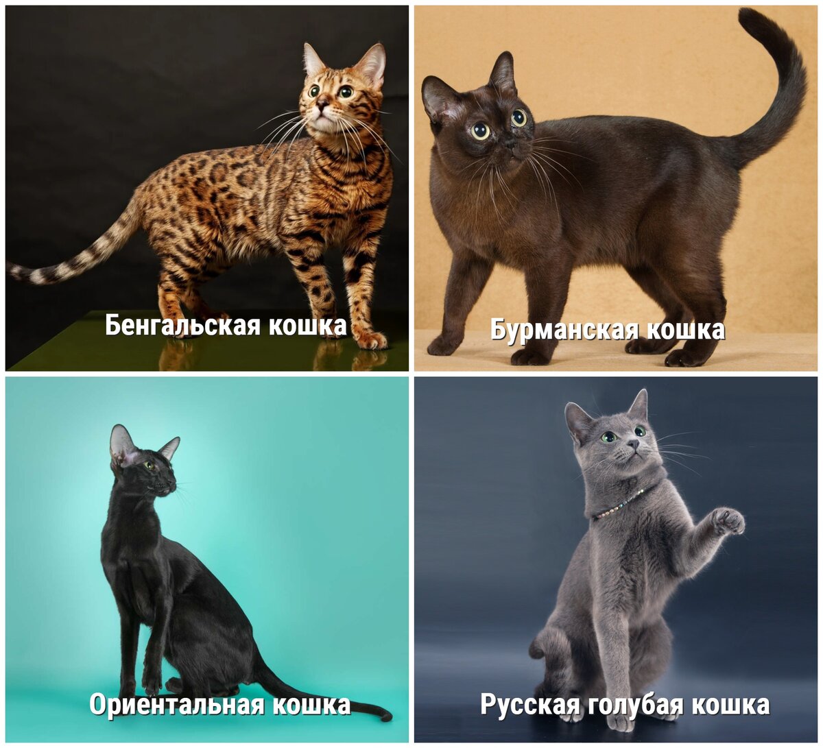Породы кошек с гипоаллергенной шерстью фото и названия