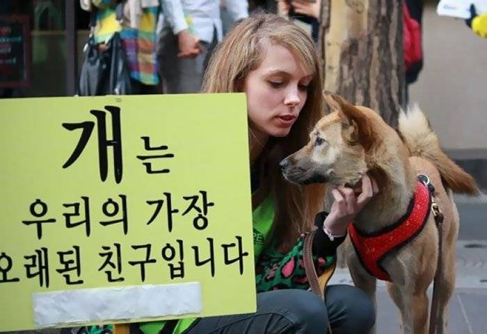 Korea 365.   собачьи дни в южной корее