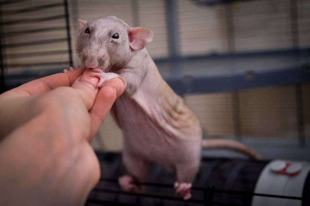 Лысая крыса сфинкс: секреты содержания домашнего питомца - животный мир