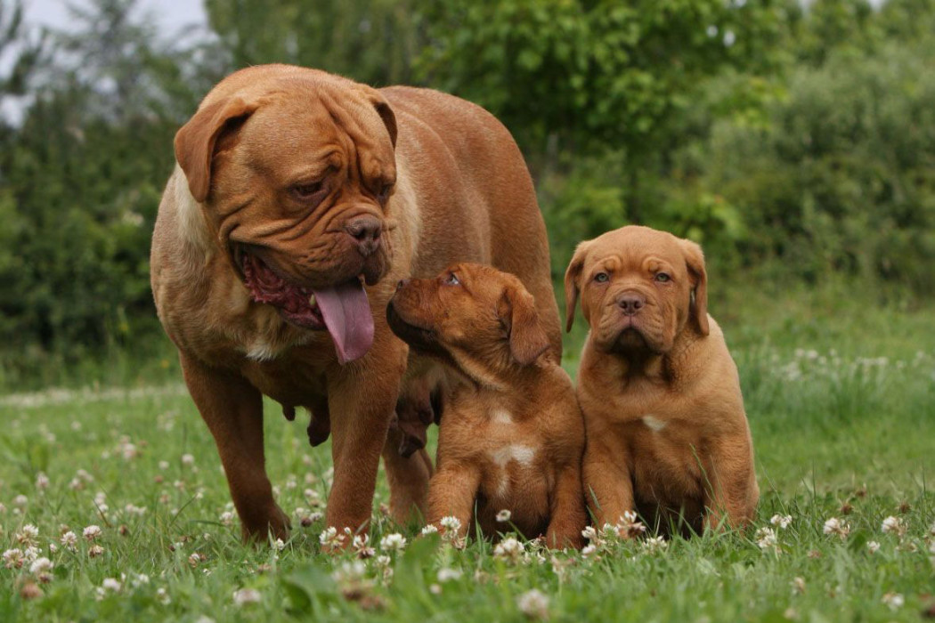 Бордоский дог: описание породы, характер собаки и щенка, фото, цена