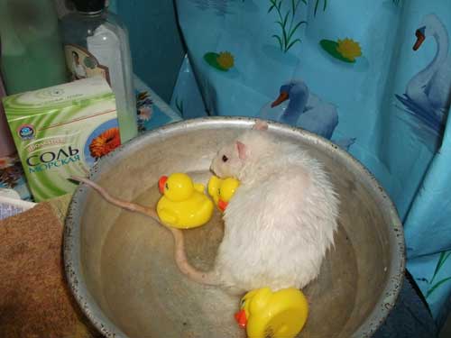 Можно ли купать домашних крыс и как это сделать: чем помыть, какой шампунь использовать