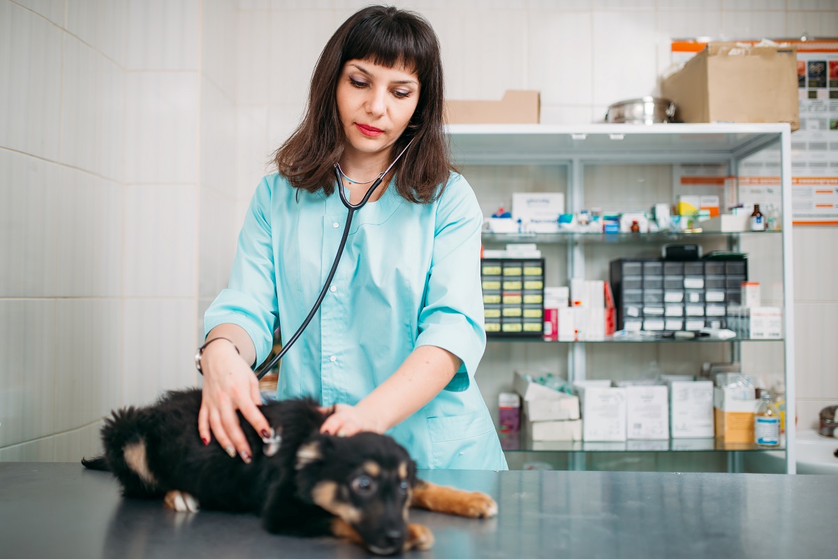 13 советов, как выбрать ветеринарную клинику | алисавет - сеть ветклиник | дзен