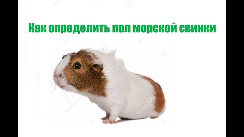 Морская свинка. содержание, уход и кормление.