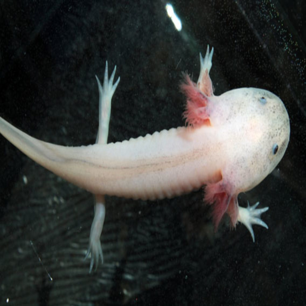 Аксолотль (axolotl): фото, содержание в домашних условиях
