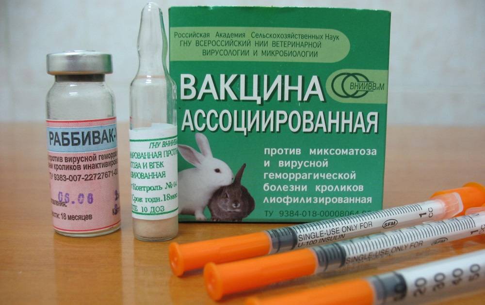 Вакцинация для кроликов: от каких заболеваний, сроки, схема