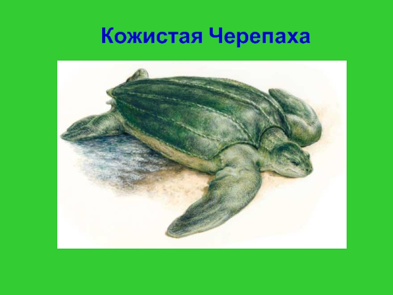 Кожистая черепаха: описание,разведение,питание,фото,видео.