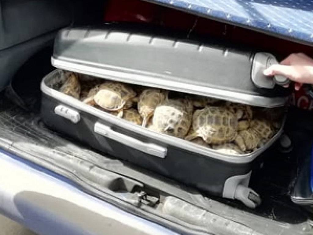 Черепахи, как транспортировать черепах? перевозка красноухой черепахи; как перевезти красноухую черепаху на машине
