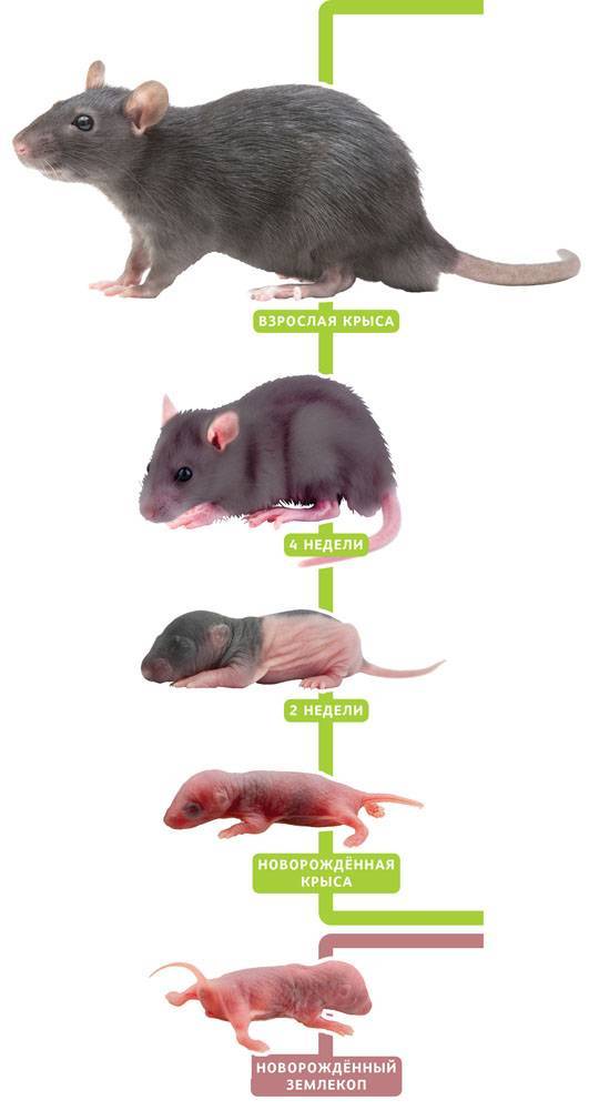 Сколько живут крысы, как выглядят разные виды и породы, их вес и размер?