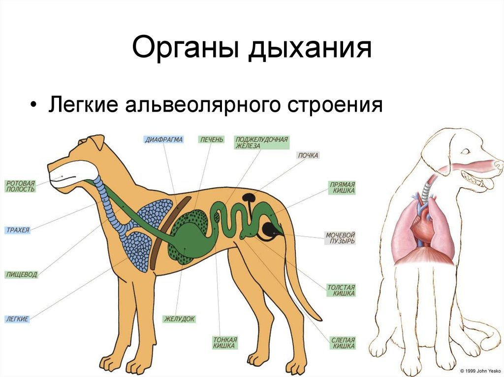 Внутреннее строение млекопитающих рисунок. Строение дыхательной системы млекопитающих. Дыхательная система млекопитающих 7 класс. Система органов дыхания собаки легкие. Дыхательная система собаки анатомия.