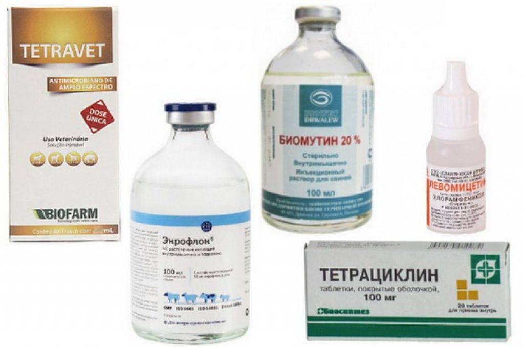 Микоплазмоз и уреаплазмоз