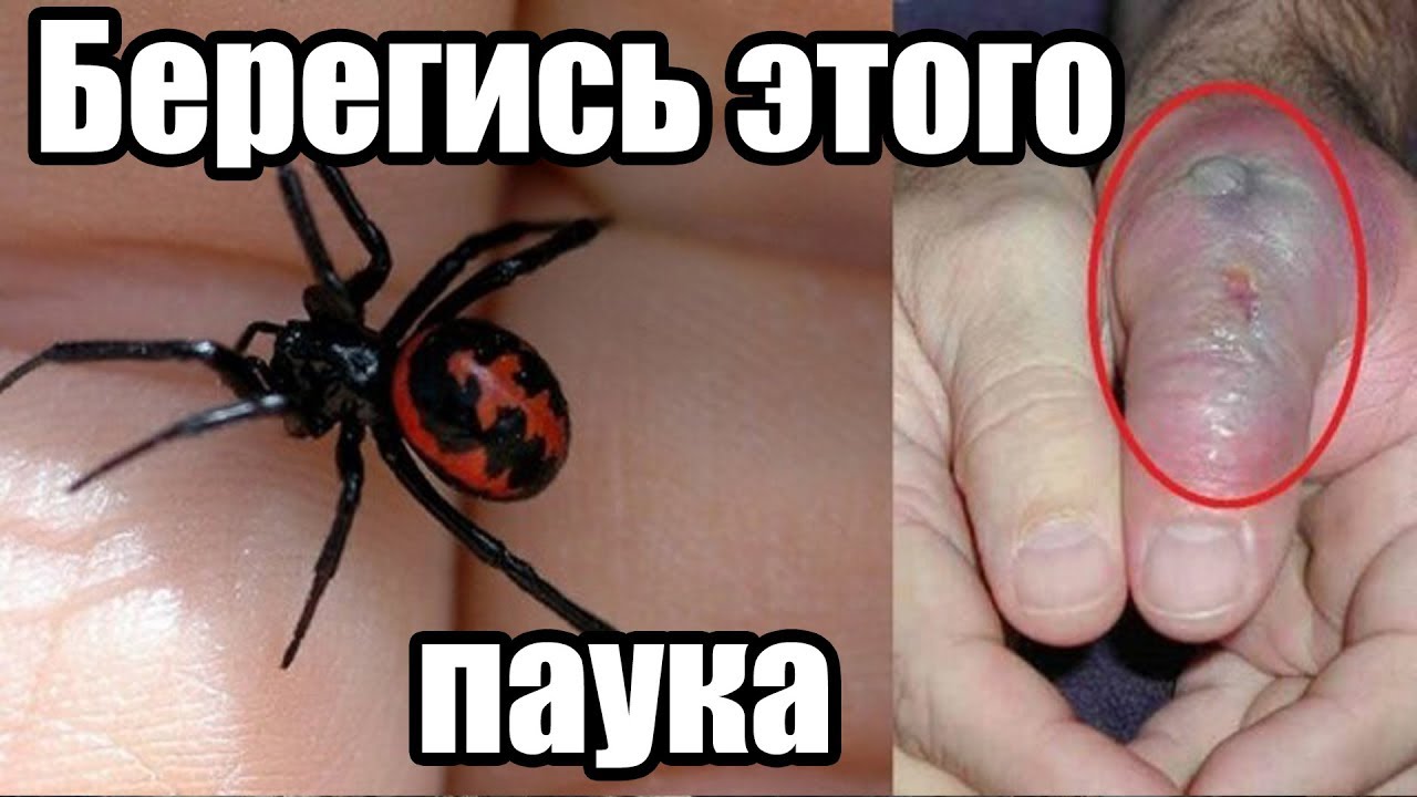 Паук-птицеед