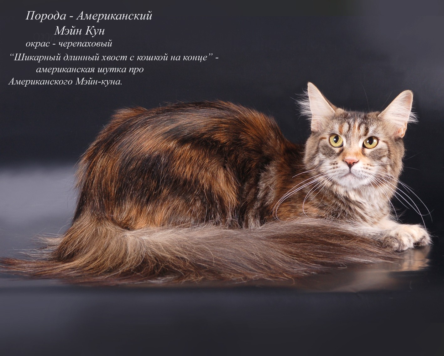Мэнкс