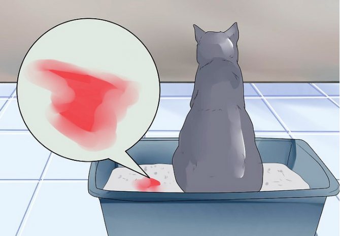 9 причин почему у кошки кровь в моче - симптомы и лечение