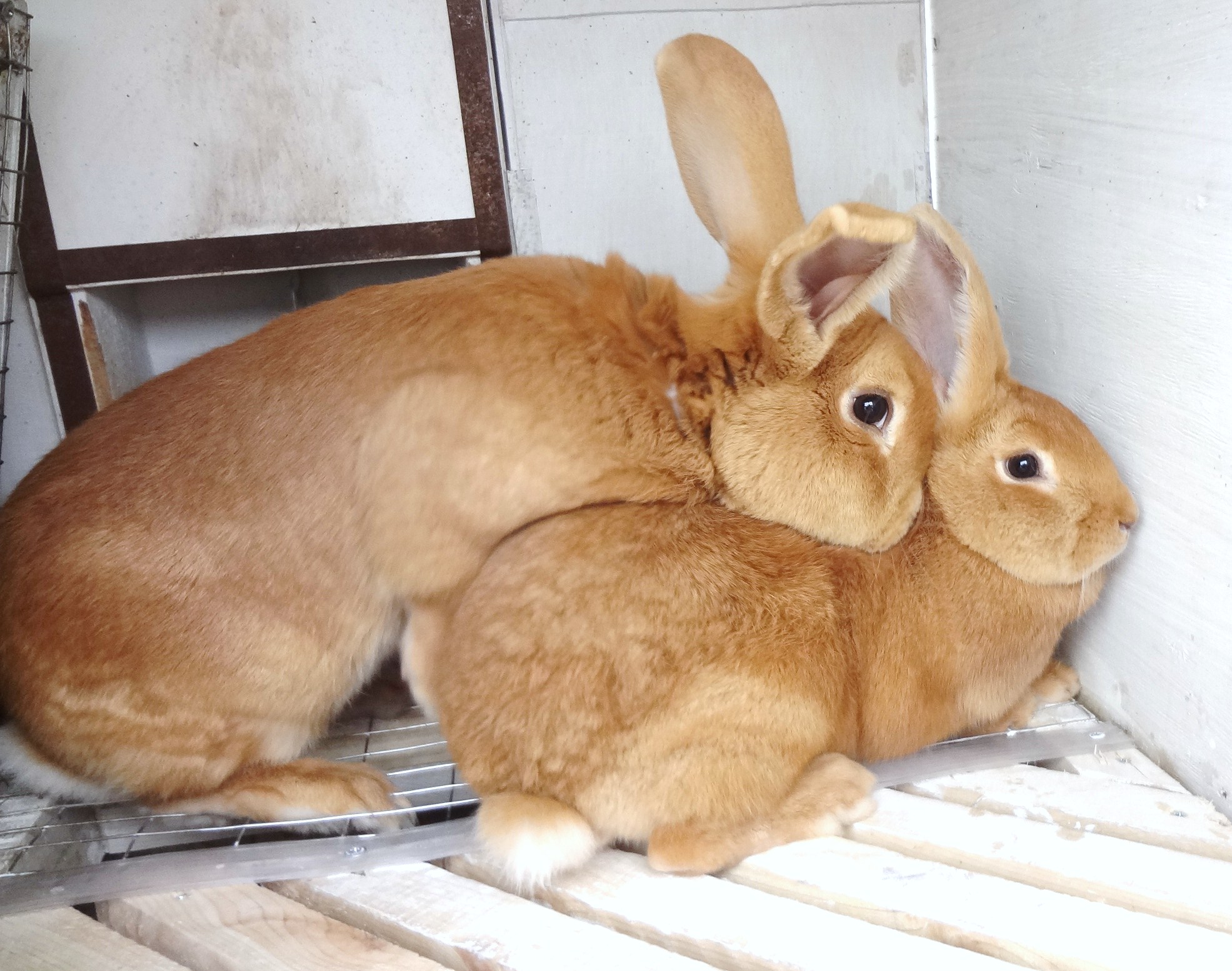 Кролиководство. спаривание кроликов, подготовка, когда подсаживать
