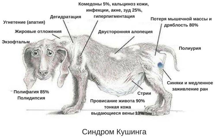 Болезни мочеполовой системы у собак: виды и лечение | блог ветклиники "беланта"