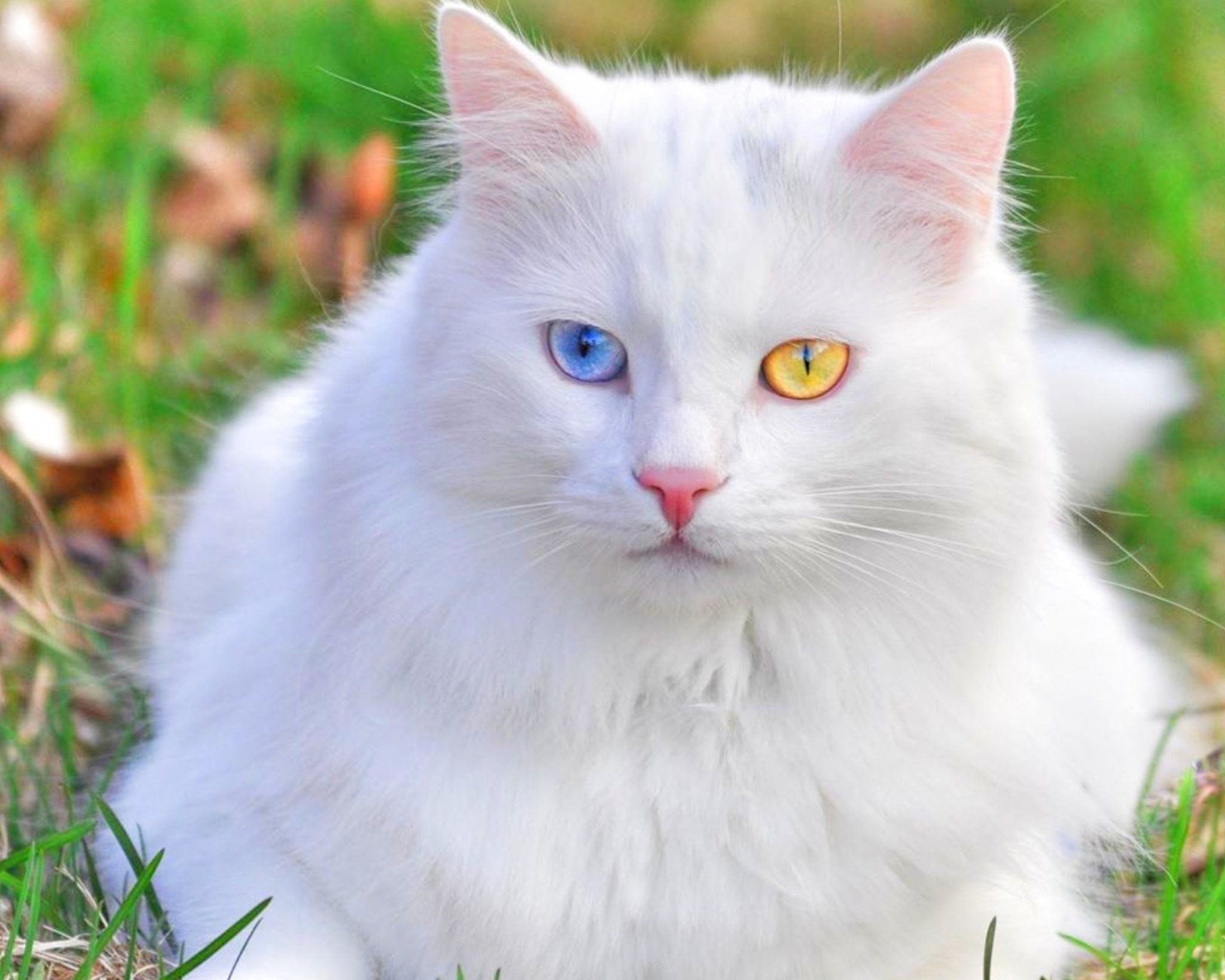 коты с разными глазами фото