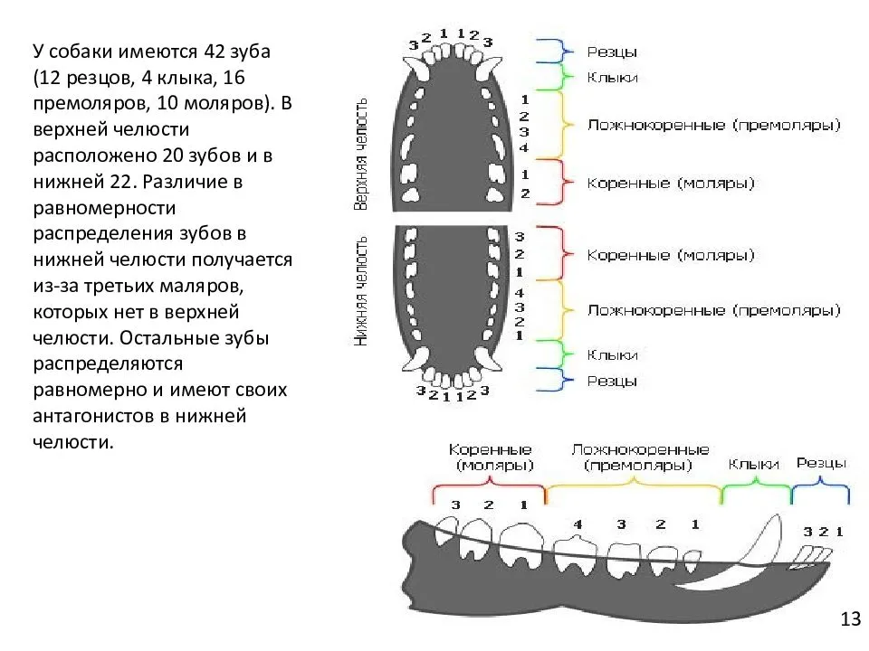 Сколько зубов у собаки — мелкие, средние и крупные породы