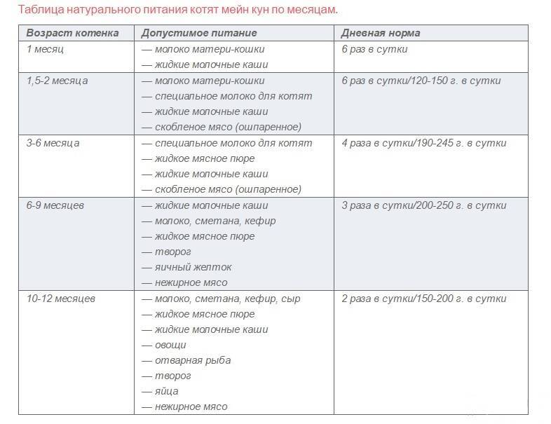 Кормление котят от рождения и до года - рацион натурального питания для котенка