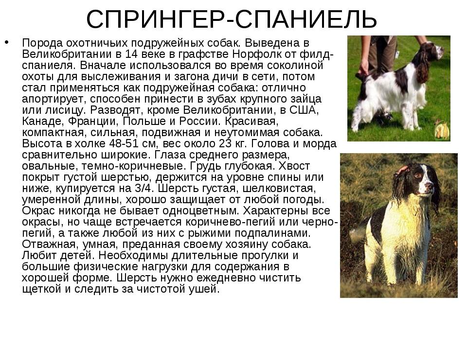 Собака папильон (континентальный той-спаниель): описание, фото, характер, особенности ухода