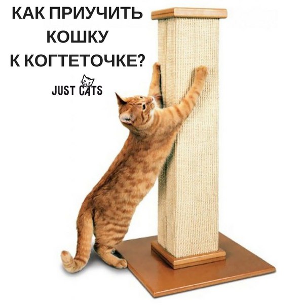 Как приучить котенка к когтеточке – пошаговая инструкция эффективного обучения + советы по оптимальному выбору когтеточки