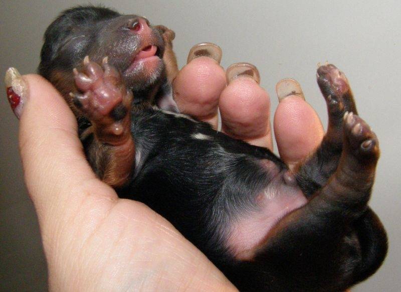 Как понять, что собака рожает: симптомы, признаки, стадии родов | звери дома