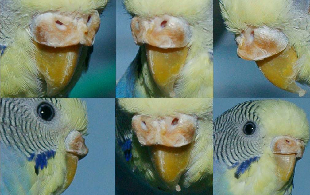 Болезни волнистых попугаев: симптомы, лечение