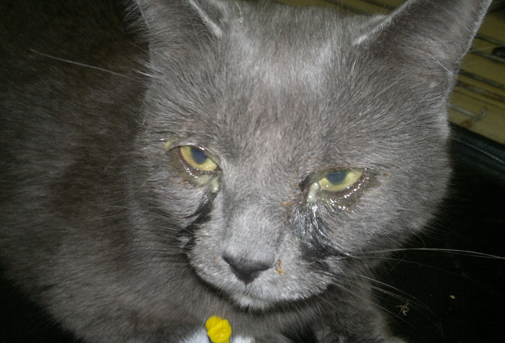 Глазные болезни у кошек и котов: симптомы, лечение, чем протирать глаза котенку и взрослому животному, фото