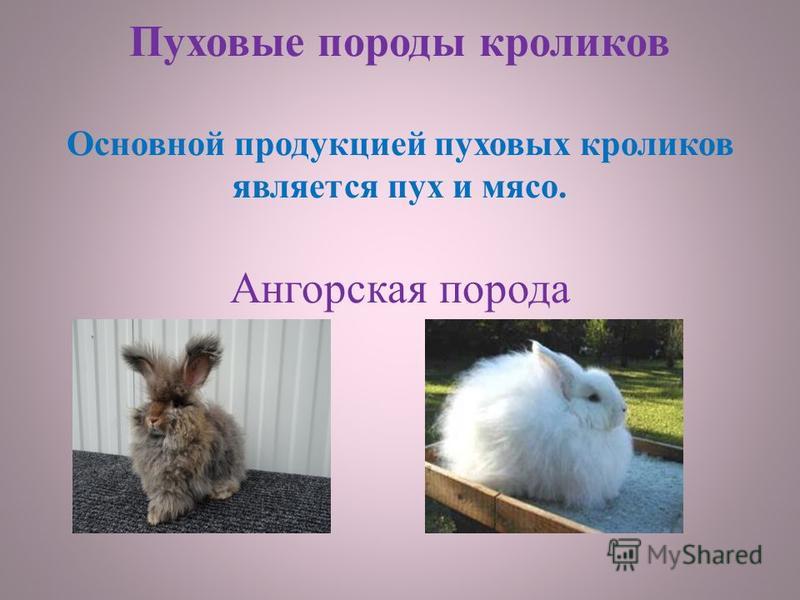 Все об ангорских кроликах: интересные факты об английской и немецкой разновидностях