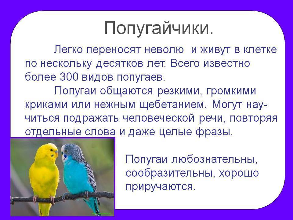 Текст описание про попугая. Сообщение о попугае. Информация о попугаях. Описание попугая. Доклад про попугая.