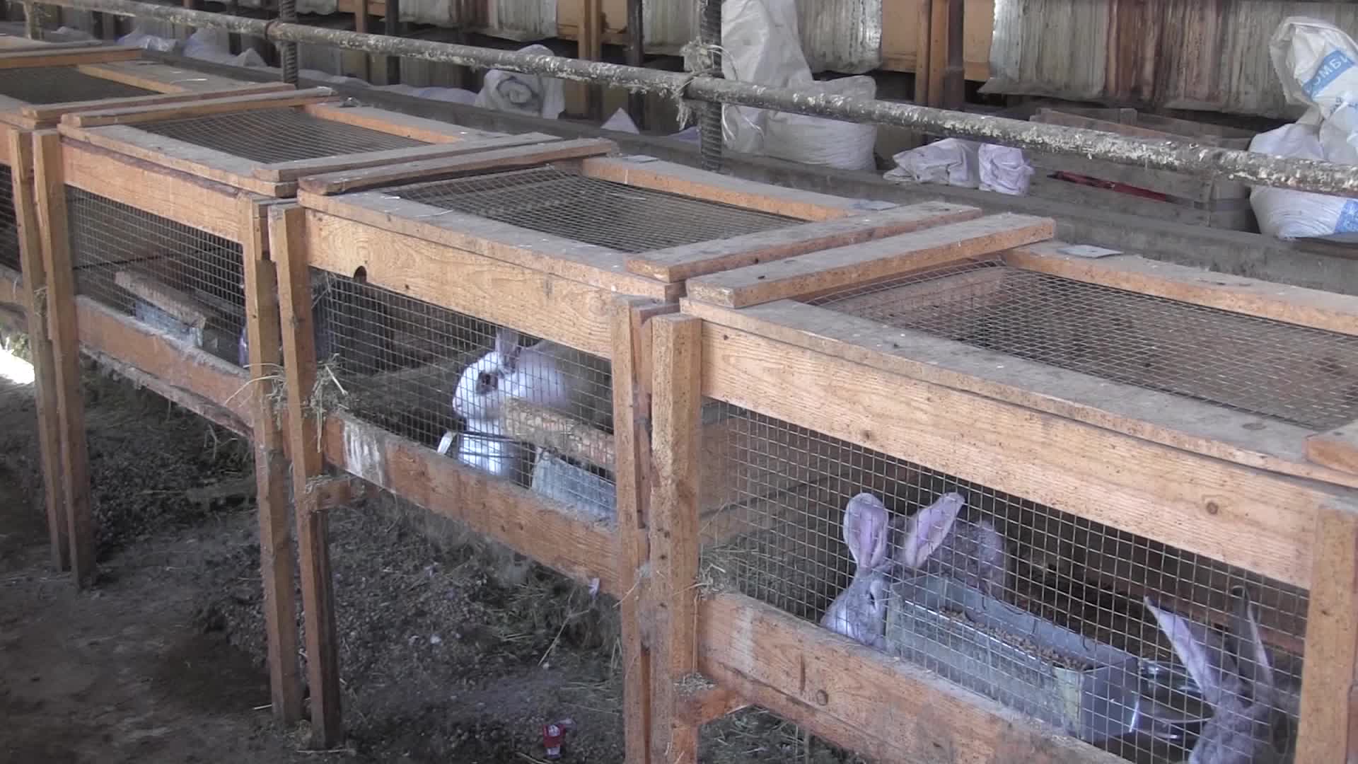 Разведение кроликов для начинающих — породы, уход, получение потомства. фото — ботаничка