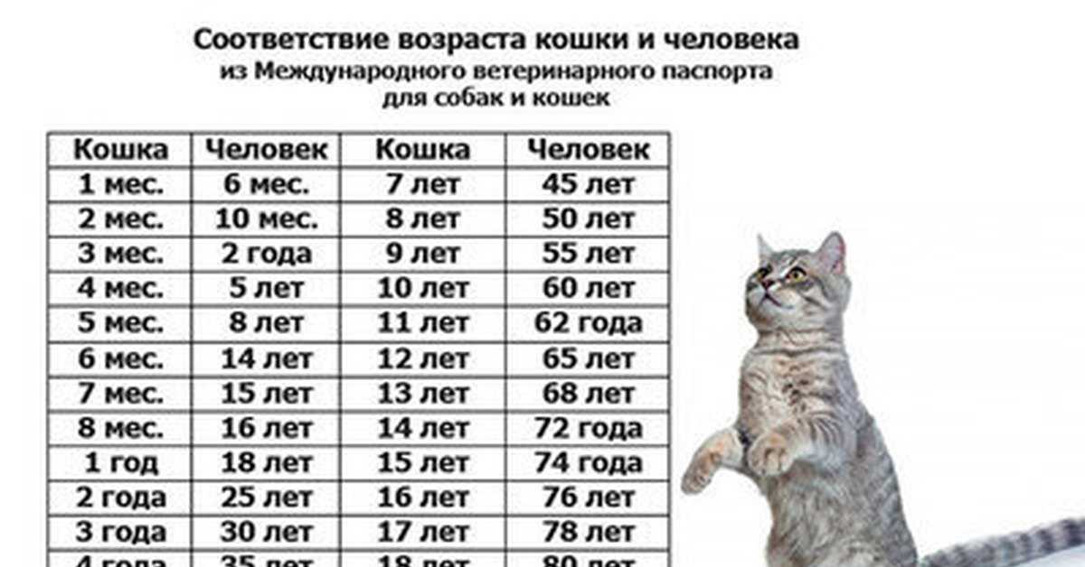 Возраст кошки по человеческим меркам: как определить, сравнительная таблица