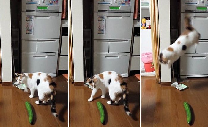 Почему коты боятся огурцов — life-sup.ru