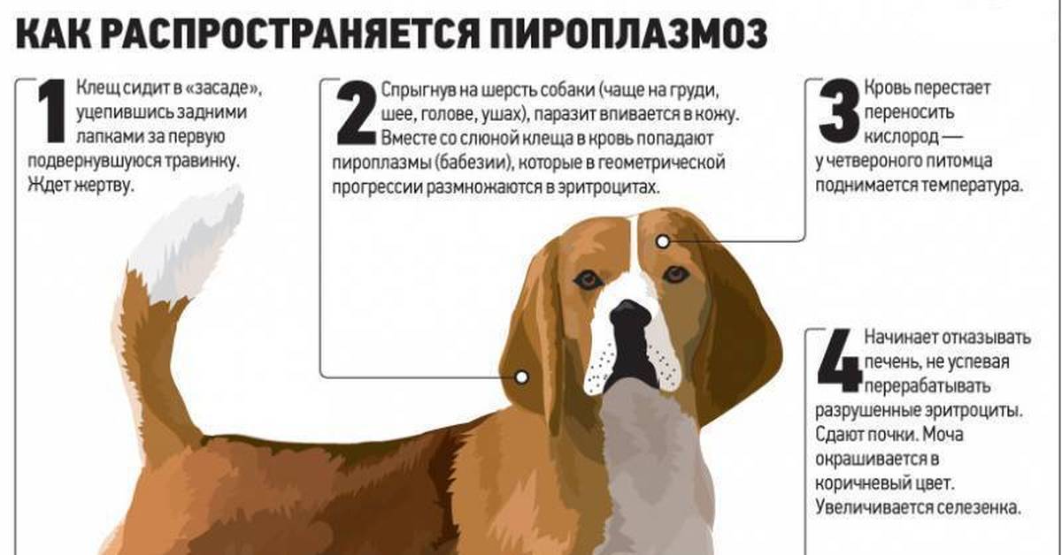 Собака подцепила клещей - что нужно делать в первую очередь | лапа помощи | дзен