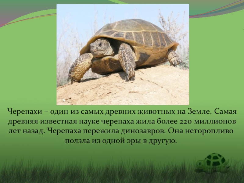 Укажите класс черепахи. Описание черепахи. Черепаха информация для детей. Доклад про черепаху. Черепаха для презентации.
