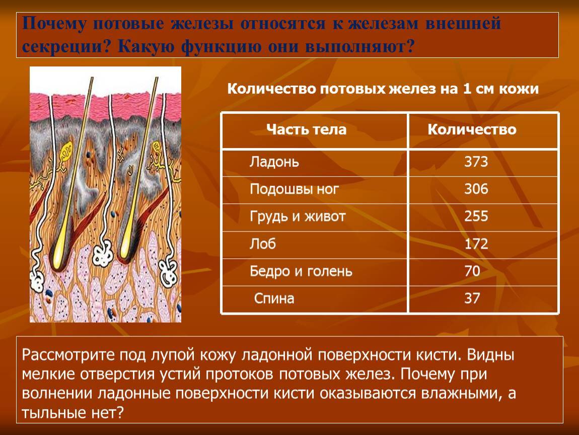 Потеют ли кошки и коты: как работает система потоотделения у котят и взрослых животных, может ли у питомцев выступить пот и в каких местах