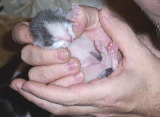 Вес новорожденного котенка. Новорожденные котята. Котята которые только родились.