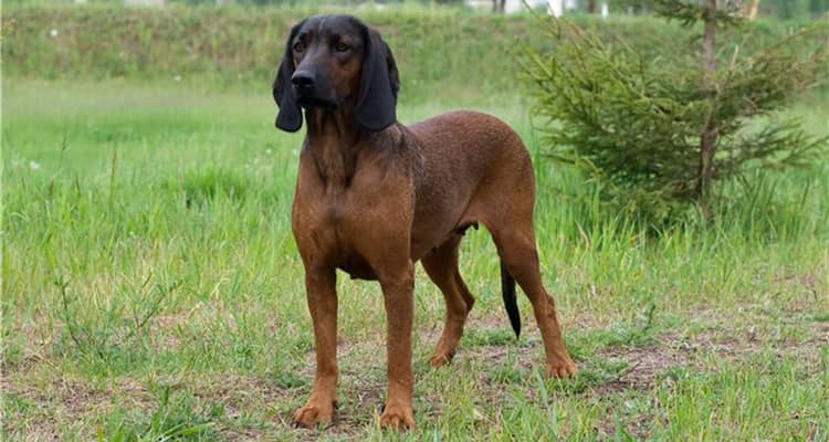 Порода собак баварская горная гончая и ее характеристики с фото