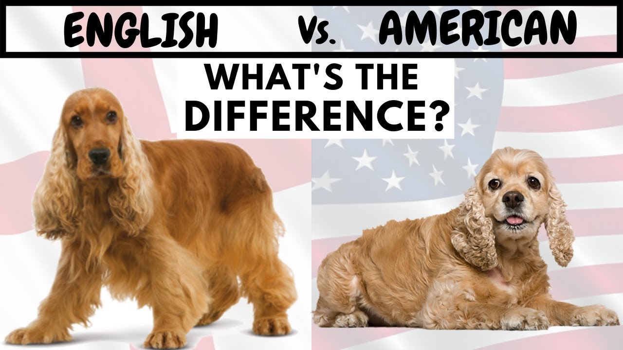 Кокер спаниель английский и американский разница: различия, чем отличается, отличия