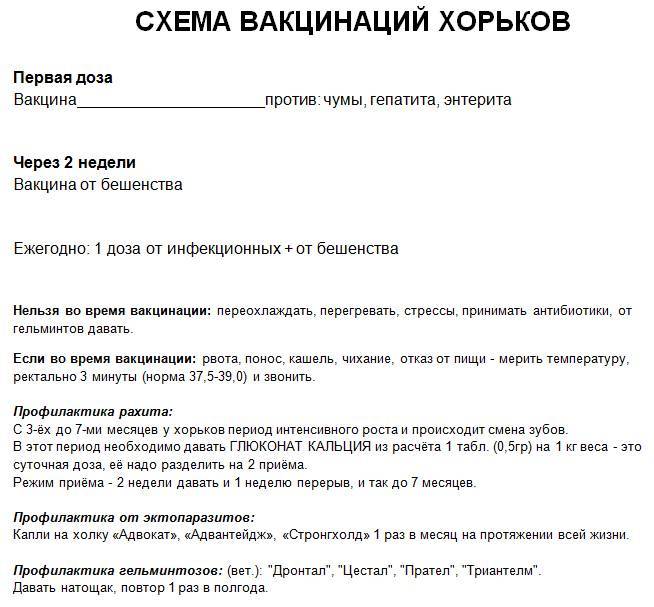 Вакцинация хорьков - прививки от чумки и бешенства для хорька