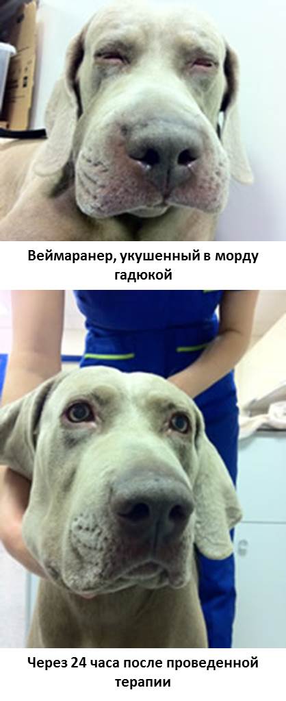 Если собаку укусила оса (в морду, язык, губу, лапу) — что делать | все о собаках