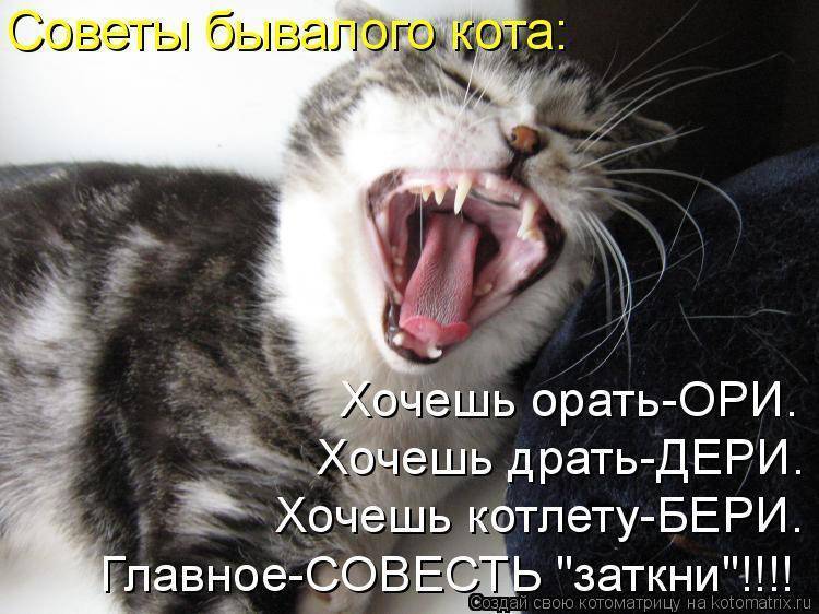Ваша кошка издает странные звуки? проверьте, что они означают