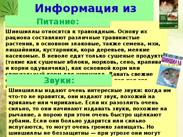 Чем кормить шиншиллу в домашних условиях: что можно и нельзя есть
