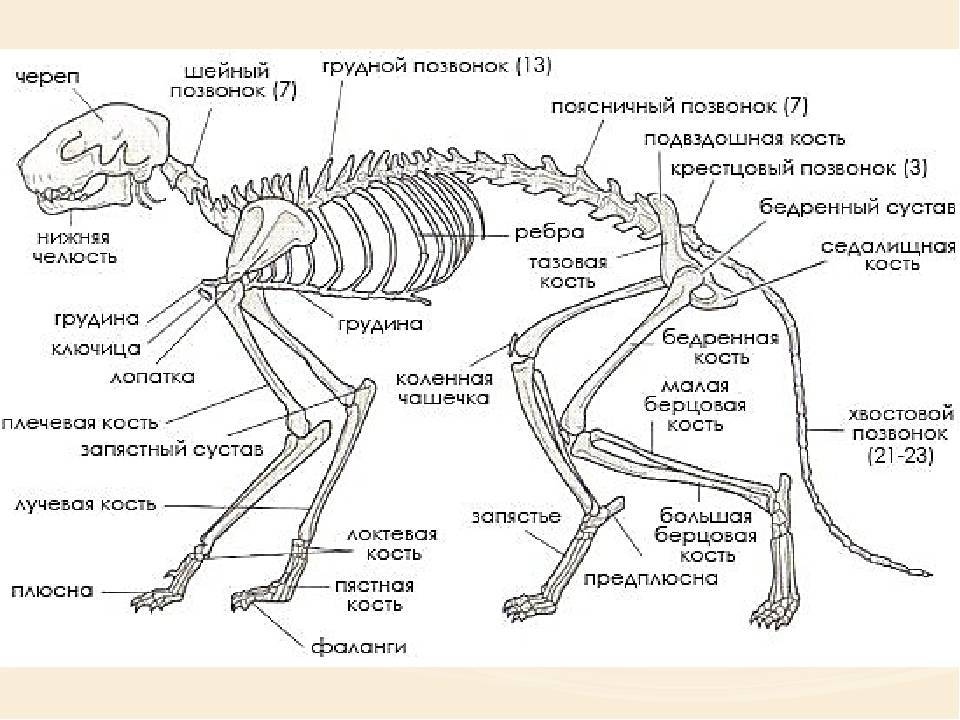 Подробное описание скелета кошек: анатомические особенности строения