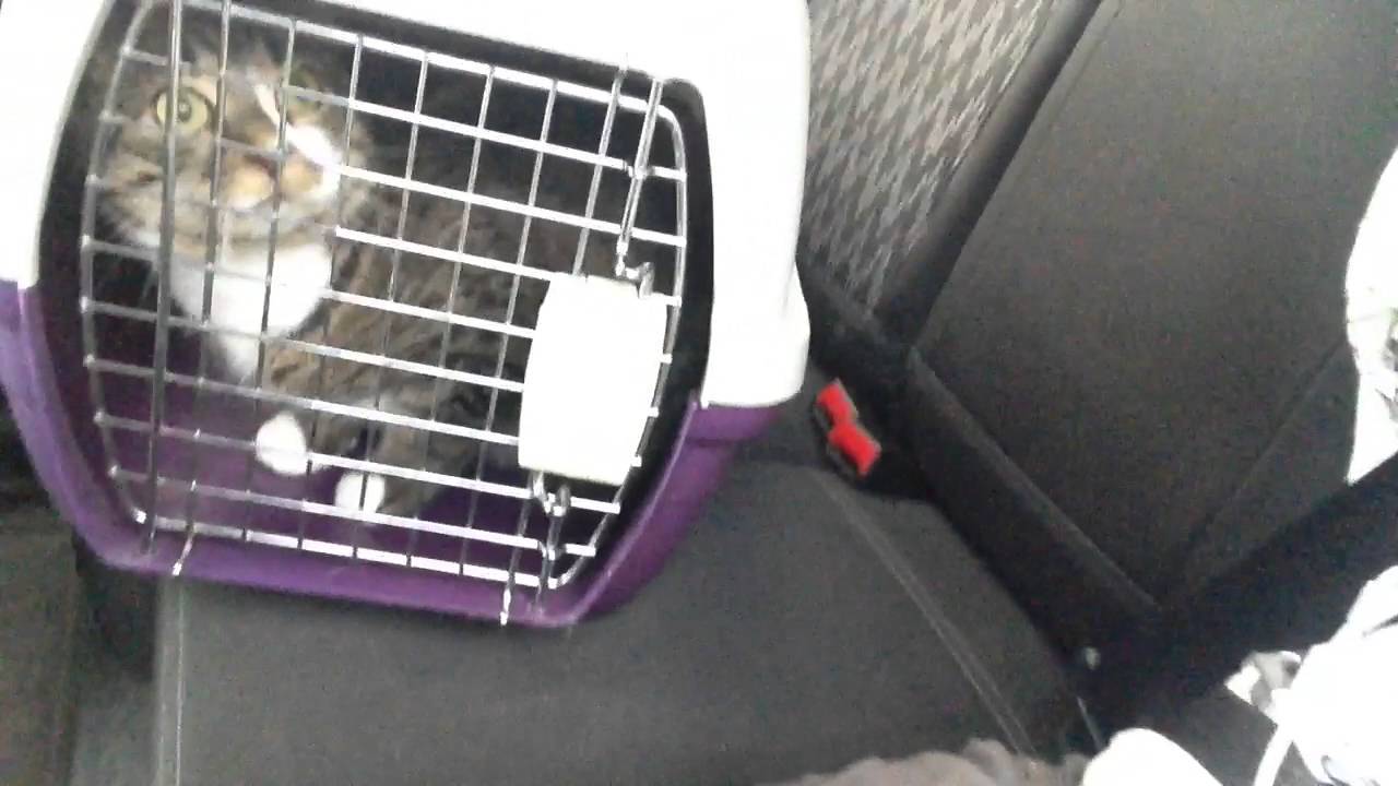 Как правильно перевезти кошку в автомобиле на дальнее расстояние без переноски